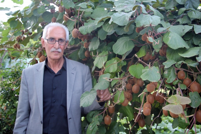 Bingöl'de ilk kez kivi yetiştirildi